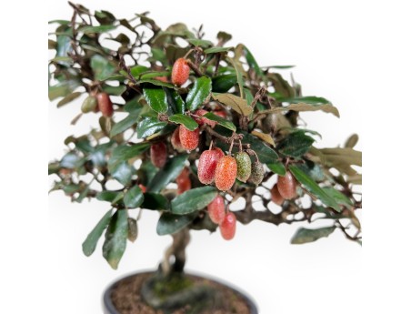 Bonsai Elaeagnus pungens (Olivenbaum) 32 cm - Zierpflanze immergrün