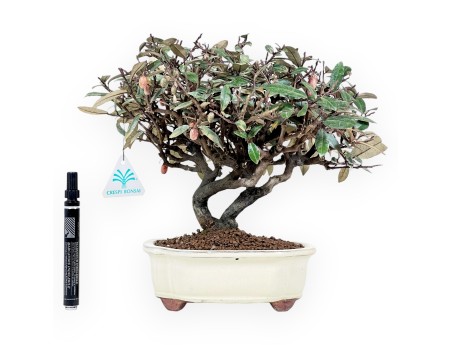 Elaeagnus pungens - Olivenbaum - 28 cm