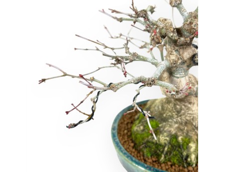 Bonsai di acero da 26 cm | Vaso Koyo ovale verde-blu