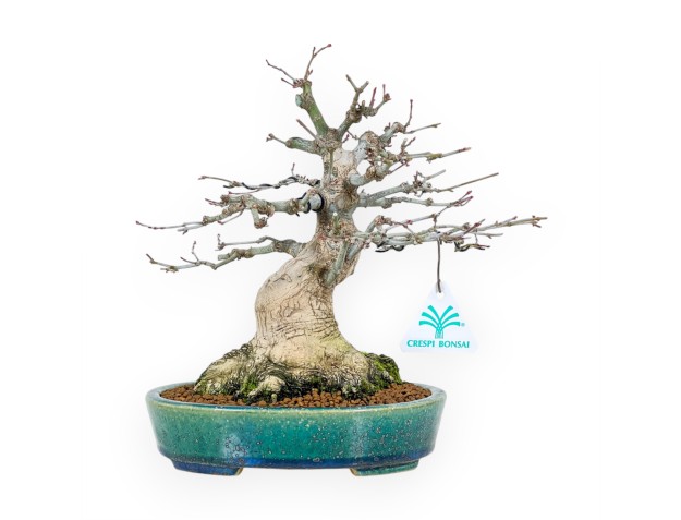Ahorn Bonsai von 26 cm | Koyo oval grün-blau Topf