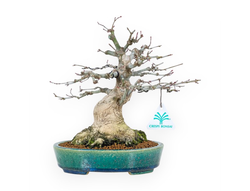 Esdoorn bonsai van 26 cm | Ovaal groen-blauw Koyo pot