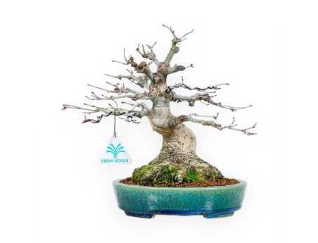 Esdoorn bonsai van 26 cm | Ovaal groen-blauw Koyo pot