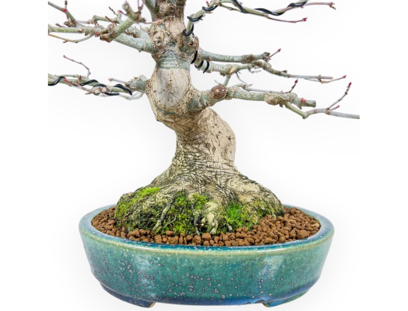 Bonsaï de Érable de 26 cm | Pot Koyo ovale vert-bleu