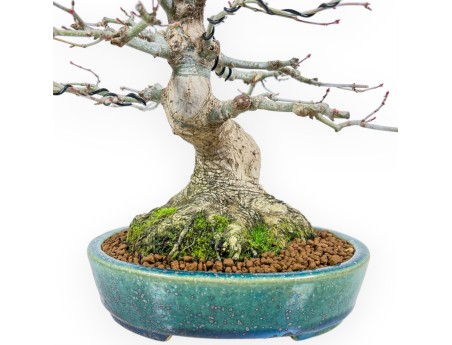 Bonsaï de Érable de 26 cm | Pot Koyo ovale vert-bleu