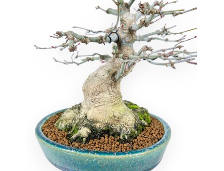 Bonsái de arce de 26 cm | Maceta Koyo oval verde-azul