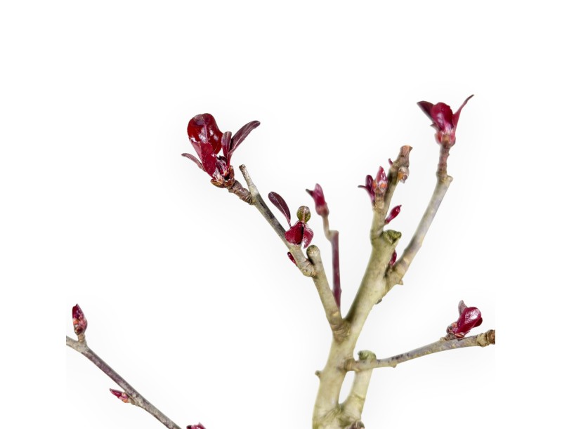 Apple Tree work plant 40 cm | Round plastic pot