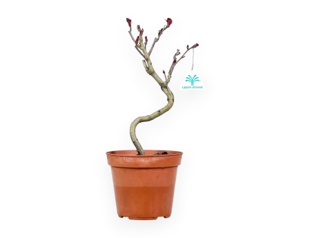 Plante à travailler de pommier de 40 cm | Pot rond en plastique