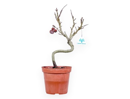Planta para trabajar de manzano de 40cm | Maceta de plástico