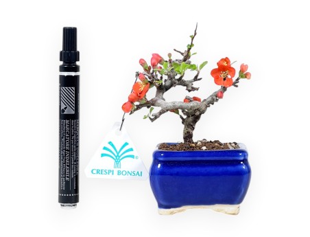 Bonsaï Chaenomeles Speciosa Shohin dans un pot rectangulaire émaillé