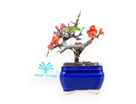 Bonsai Chaenomeles Speciosa Shohin in een geëmailleerde rechthoekige pot