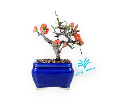 Bonsái Chaenomeles Speciosa Shohin en maceta rectangular esmaltada