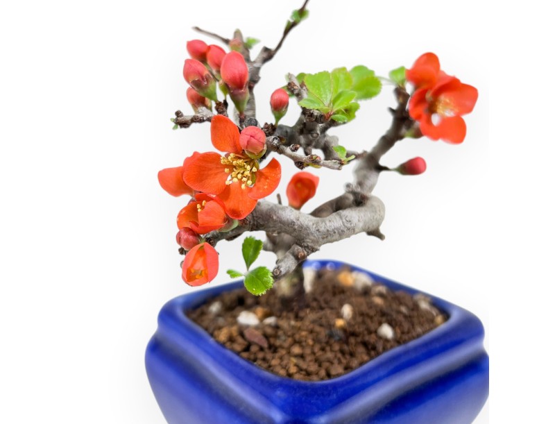 Bonsai Chaenomeles Speciosa Shohin in an enamelled rectangular pot