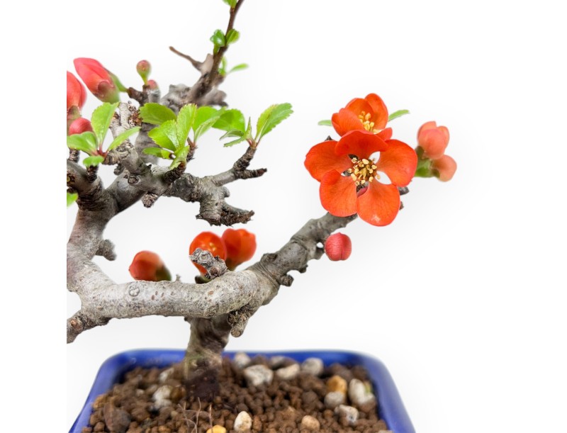 Bonsai Chaenomeles Speciosa Shohin in einem emaillierten rechteckigen Topf