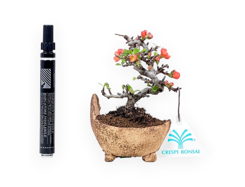 Chaenomeles Speciosa Shohin bonsai en maceta de piedra nijima