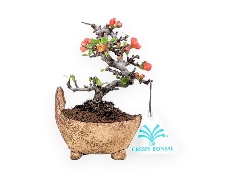 Bonsai Chaenomeles Speciosa Shohin in vaso in pietra nijima