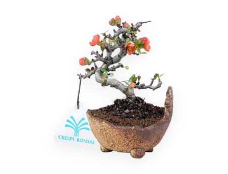 Bonsai Chaenomeles Speciosa Shohin in vaso in pietra nijima