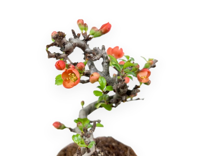 Bonsai Chaenomeles Speciosa Shohin in vaso in pietra nijima