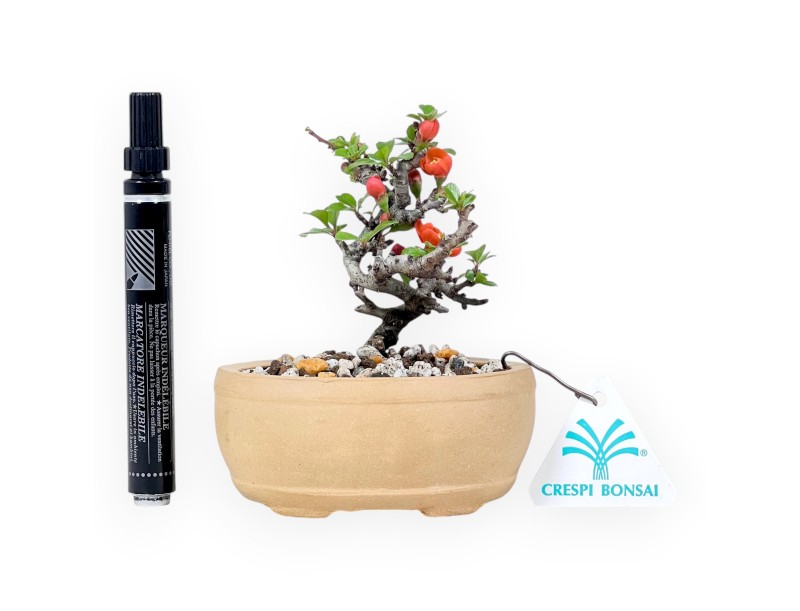 Bonsai Chaenomeles Speciosa Shohin in een ovale aardewerken pot