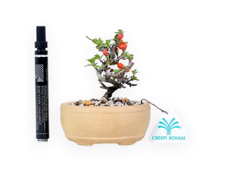 Bonsai Chaenomeles Speciosa Shohin in Vaso ovale in Grès