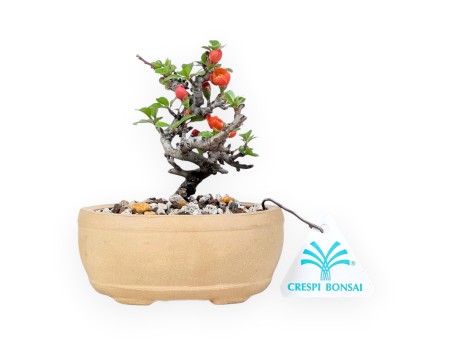 Bonsai Chaenomeles Speciosa Shohin in een ovale aardewerken pot