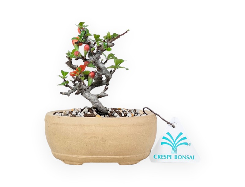 Bonsai Chaenomeles Speciosa Shohin in einem ovalen Steinguttopf