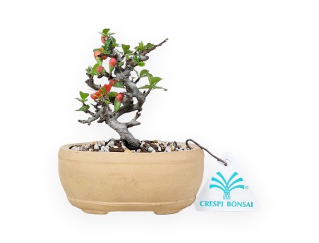 Bonsai Chaenomeles Speciosa Shohin in an oval stoneware pot