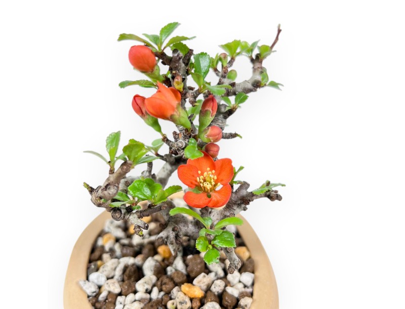 Bonsaï Chaenomeles Speciosa Shohin dans un pot ovale en grès