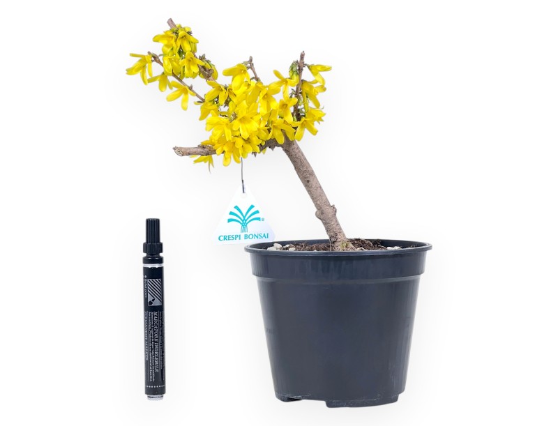Pre-bonsai Forsythia intermedia 'Mikador' - Yellow spring flowering