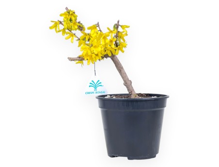 Pre-bonsai Forsythia intermedia 'Mikador' - Yellow spring flowering