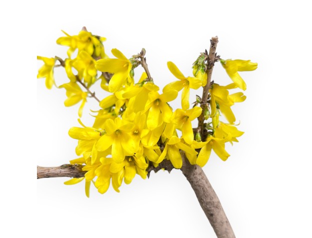 Pre-bonsai Forsythia intermedia 'Mikador' - Gele voorjaarsbloeiwijze 2