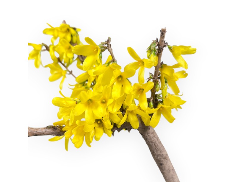Pre-bonsai Forsythia intermedia 'Mikador' - Yellow spring flowering