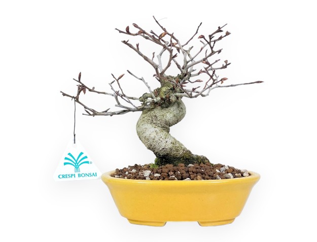 Bonsái de haya de 20 cm | Maceta oval amarillo