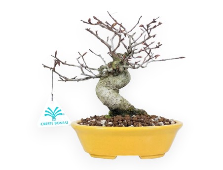 Beuk bonsai van 20 cm | Ovaal geel pot