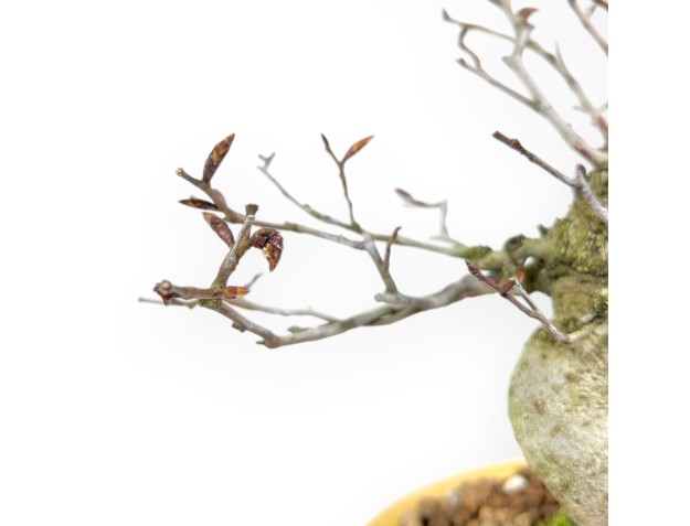 Bonsai di faggio da 20 cm | Vaso ovale giallo 2