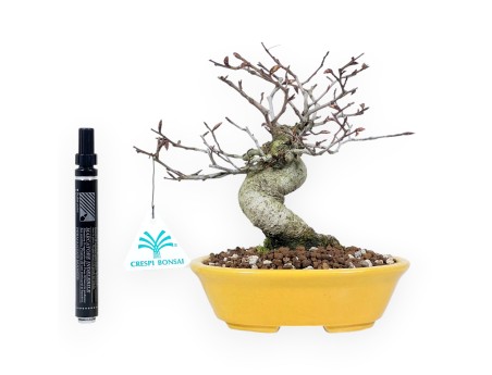 Bonsai di faggio da 20 cm | Vaso ovale giallo