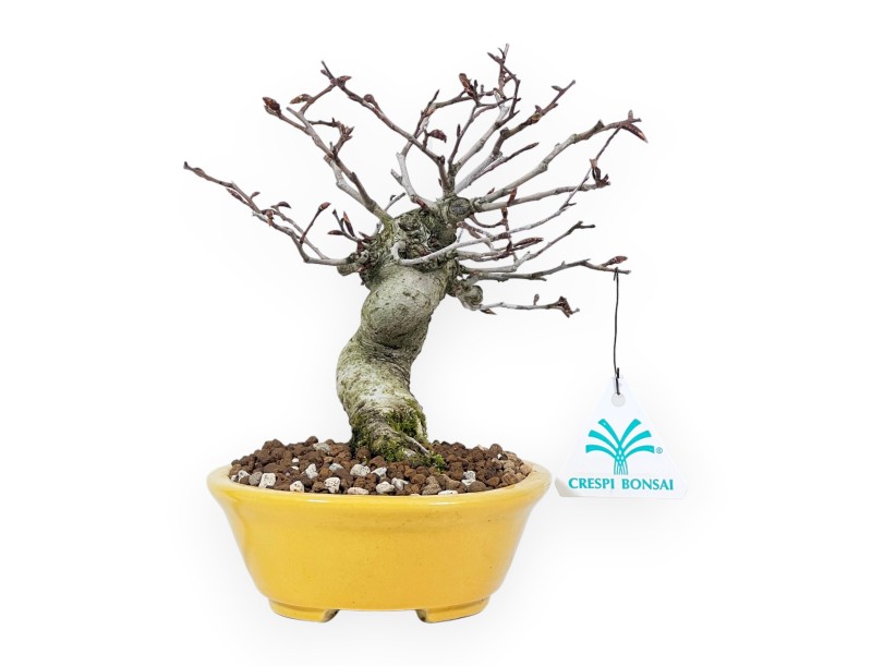 Bonsai di faggio da 20 cm | Vaso ovale giallo