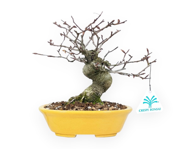 Buche Bonsai von 20 cm | Oval gelb Topf