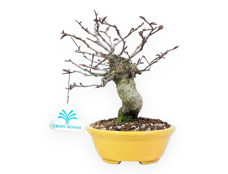 Bonsai di faggio da 20 cm | Vaso ovale giallo