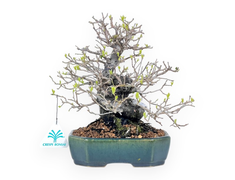 Diospyros kaki rhombifolia bonsai 24 cm | Maceta rectangular verde-azul
