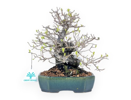Bonsai di Diospyros kaki rhombifolia da 24 cm | Vaso rettangolare verde-blu