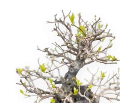 Diospyros kaki rhombifolia Bonsai, 24 cm | Rechteckig grün-blau Topf