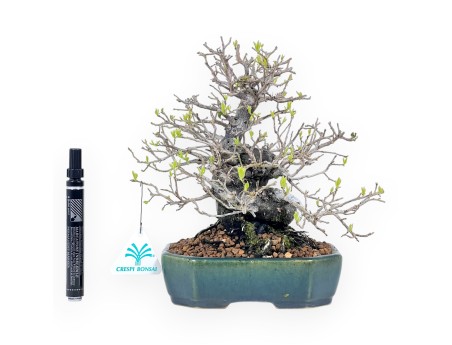 Bonsai di Diospyros kaki rhombifolia da 24 cm | Vaso rettangolare verde-blu