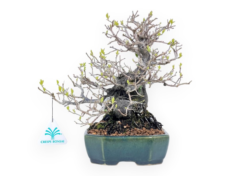 Diospyros kaki rhombifolia Bonsai, 24 cm | Rechteckig grün-blau Topf