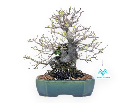 Diospyros kaki rhombifolia bonsai 24 cm | Rechthoekig groen-blaw pot