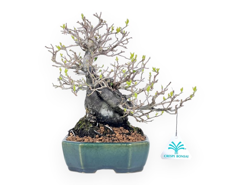 Diospyros kaki rhombifolia bonsai 24 cm | Maceta rectangular verde-azul