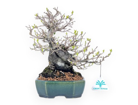 Bonsai di Diospyros kaki rhombifolia da 24 cm | Vaso rettangolare verde-blu