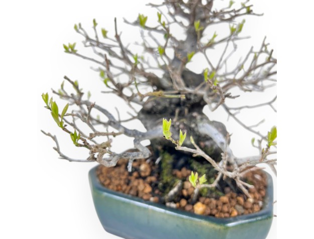 Bonsai di Diospyros kaki rhombifolia da 24 cm | Vaso rettangolare verde-blu 2