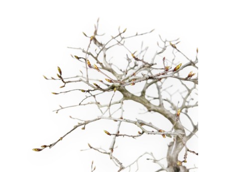 Haagbeuk bonsai van 43 cm | Wolk crème pot