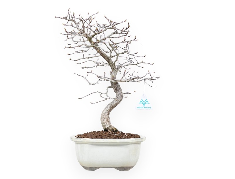 Hainbuche Bonsai von 43 cm | Wolke creme Topf