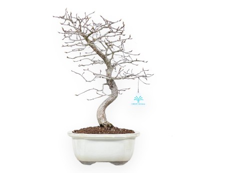Hainbuche Bonsai von 43 cm | Wolke creme Topf